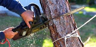 Why Choose Our Tree Removal Services in Contoocook, NH?